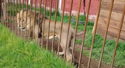 Rescatan un león y 5 mapaches durante cateo en Zinacantepec, Edomex