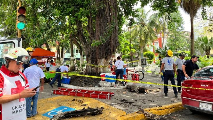 Cae rama gigante de un árbol en el Centro Histórico de Veracruz; este es saldo
