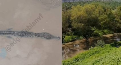 ¿Caimán en Guanajuato? Captan reptil en las orillas del río Silao