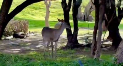 Captan venados cola blanca recorriendo León tras las lluvias | VIDEO