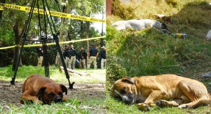 Puebla: Vecinos de Huachinango denuncian envenenamiento masivo de perros