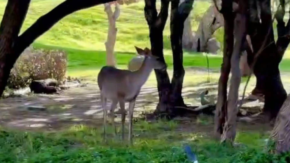 Mediante las redes sociales ha circulado un video que se ha vuelto viral, donde se aprecian venados cola blanca en la zona norte de la ciudad de León.