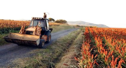 Campo en el olvido: Productores de sorgo en Tamaulipas siguen en “agonía”