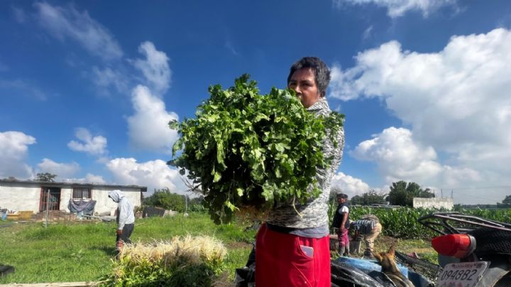 Cilantro por las nubes, lluvias acaban con cosechas