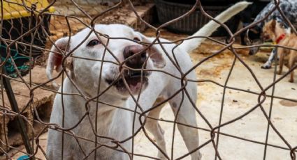 Huracán Beryl: Refugio de animales pide adoptar temporalmente a "lomitos"