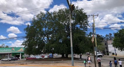 Conoce al gigantesco árbol: el Hule asiático del bulevar Adolfo López Mateos