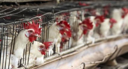 México libre de emergencia sanitaria por gripe aviar