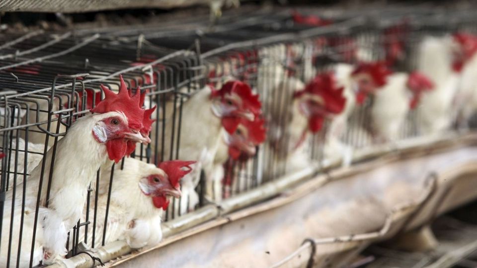 El gobierno de México concluyó la emergencia sanitaria por gripe aviar, declarada desde diciembre