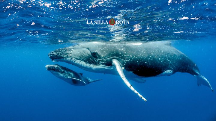 Día Mundial de las Ballenas: ¿Dónde pueden verse en México?