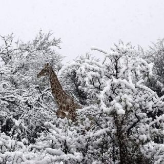 Sudáfrica: Las increíbles imágenes de animales bajo la nieve