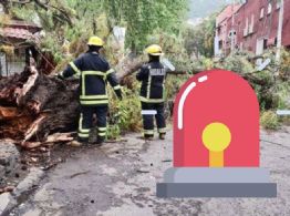 Cae árbol en el centro de Pachuca I Fotos