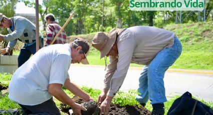 Campesinos del programa “Sembrando Vida” reforestan el bulevar de Córdoba