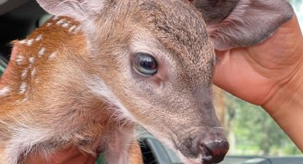 Héroes sin capa: Rescatan cría de venado en Sierra de Lobos; casi muere de hambre