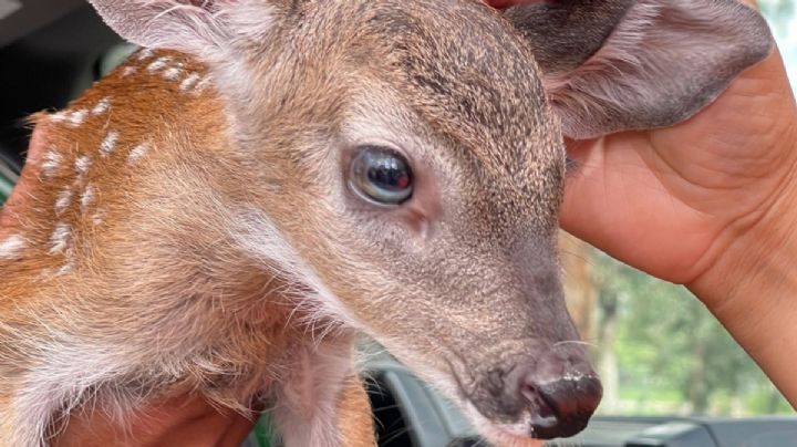 Héroes sin capa: Rescatan cría de venado en Sierra de Lobos; casi muere de hambre