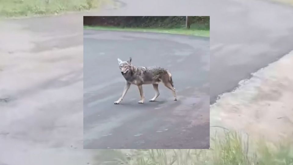 El animal fue visto en el Cerro de la Galaxia