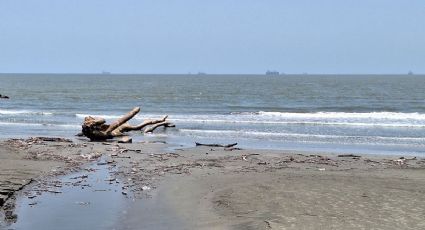 ¿Por qué llegaron troncos gigantes a playas de Veracruz y Boca del Río?