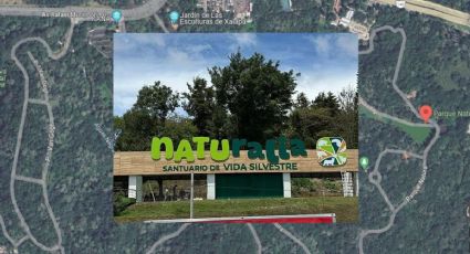 Naturalia, así será el santuario en Xalapa que albergará jaguares, tapires y cocodrilos