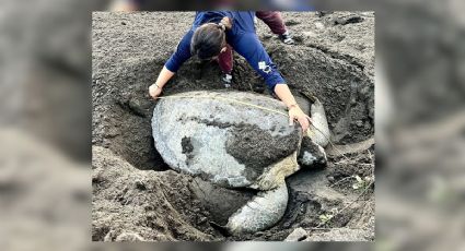 Llega tortuga verde gigante a playas de Nautla, Veracruz; dejó 135 huevos