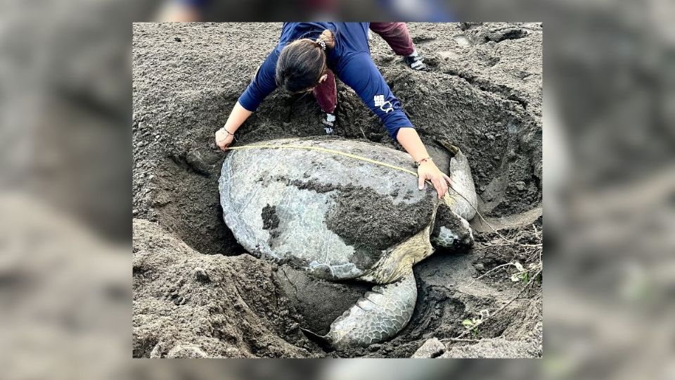 Arriba tortuga verde gigante a playas de Nautla, Veracruz; dejó 135 huevos