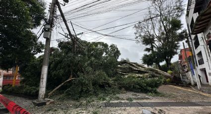Cae árbol de 15 metros sobre 2 autos en Xalapa, estos son los daños que causó