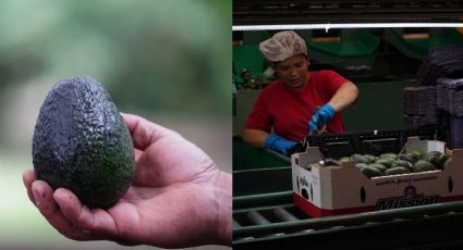 “Crisis del guacamole”: ¿Por qué el aguacate ha subido de precio?