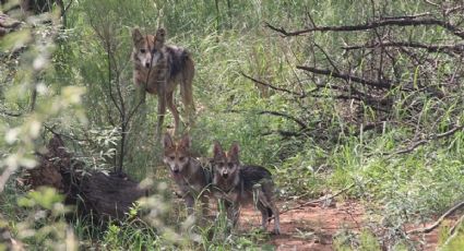 ¿Por qué desapareció el lobo mexicano de Sierra de lobos?