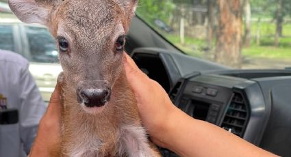 Bebé venado rescatado en Sierra de Lobos murió este jueves