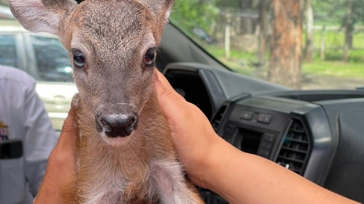 Bebé venado rescatado en Sierra de Lobos murió este jueves