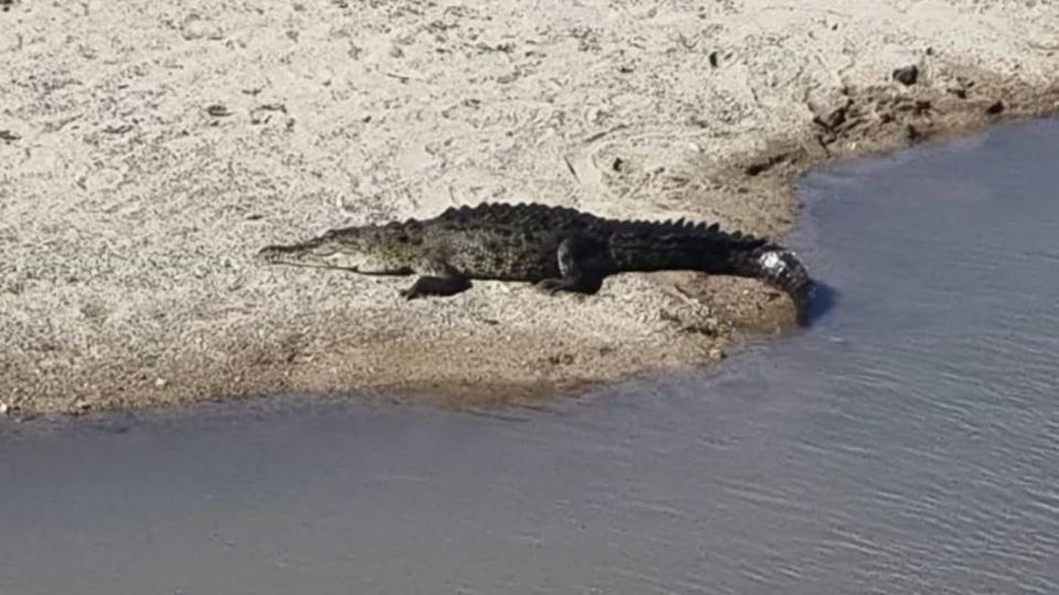 En Puerto Vallarta y Nuevo Vallarta hay 9 playas a las que se les llama 'cocodrilo', por la presencia de estos animales en ellas.