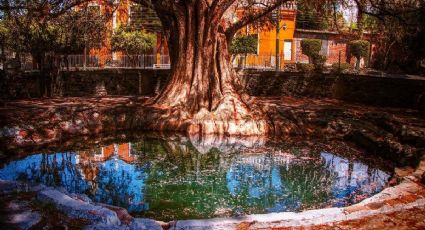 Este ahuehuete de Guanajuato sobrevive en el centro de una comunidad