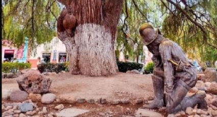 Este ahuehuete en Guanajuato es “Hijo del Árbol de la Noche Triste”