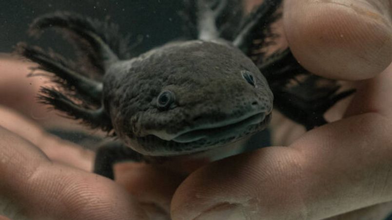 Su nombre científico es Ambystoma mexicanum, miden alrededor de 20 cm, pesan entre 60 y 200 gramos, viven entre 10 a 15 años. Su nombre proviene de la palabra Atl-xólotl, que significa “monstruo de agua”. 