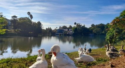 Lagos de Las Ánimas en Xalapa con presencia de heces fecales por descargas sanitarias