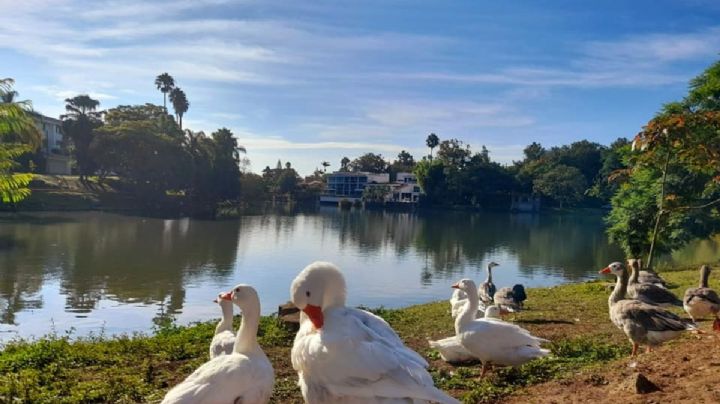 Lagos de Las Ánimas en Xalapa con presencia de heces fecales por descargas sanitarias