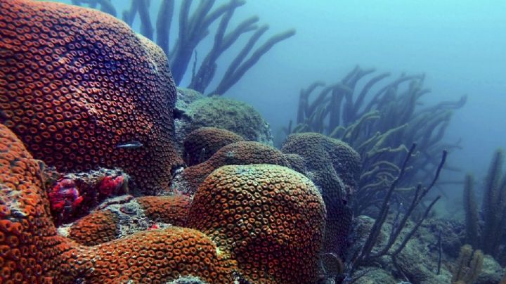 Grupo MAS niega responsabilidad por descargas en el Sistema Arrecifal Veracruzano