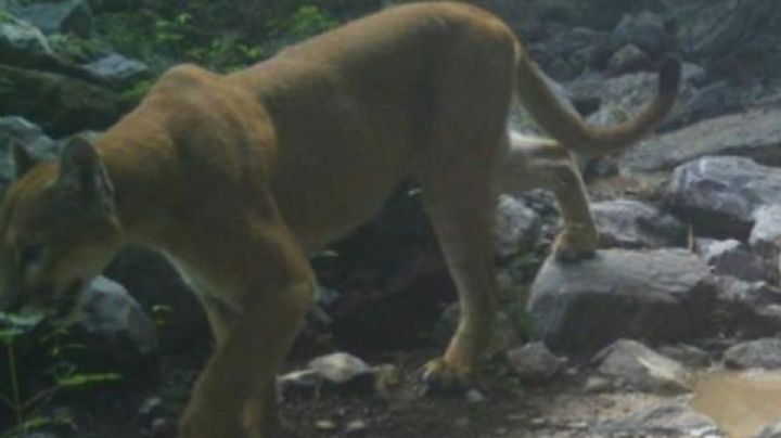 ¿Se escapó un puma en el zoológico de León? Dicen fue un simulacro
