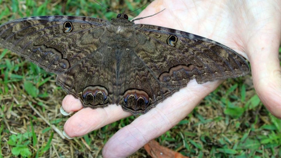 Las mariposas nocturnas tienen una función en los ecosistemas ya que polinizan plantas importantes para el medio ambiente