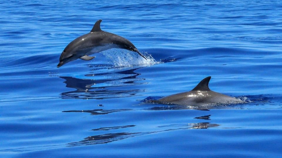 VIDEO: Así captaron a manada de 8 delfines cerca de la costa en Alvarado