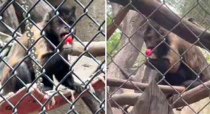 Les dan paletas Tutsi Pop a monos del Zoológico de León ¿les hace daño? | VIDEO