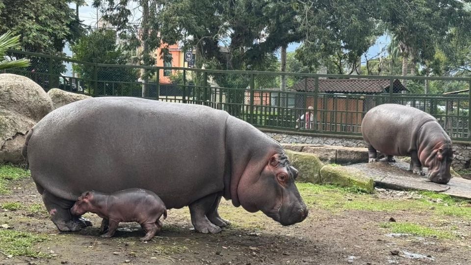 Nace hipopótamo en Orizaba; se encuentra delicado de salud