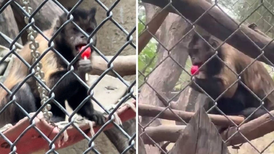 Aunque parece gracioso pero a los monos del zoológico les puede afectar lo que la gente les da.
