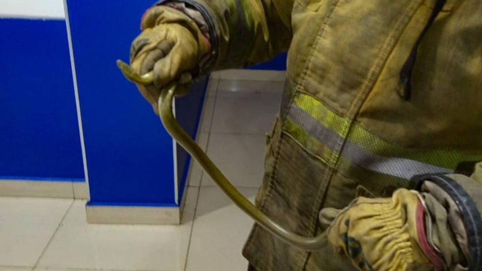 Una serpiente de 90 cm fue encontrada en Cinépolis en León.