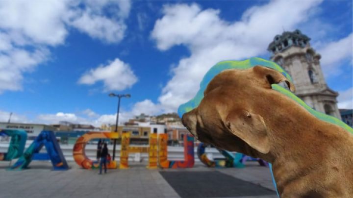 Machetean a perro en Pachuca y exigen justicia contra responsable que está identificado