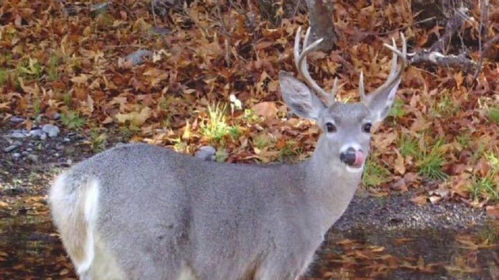 ¿Qué está pasando con los venados cola blanca en Sierra de Lobos?