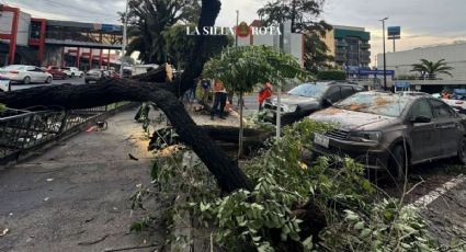 Muerte de árboles en la CDMX; van más de 600 en 2024