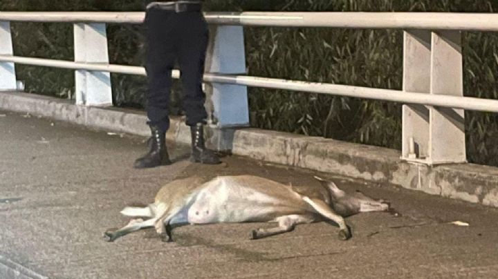 Muere venadita atropellada en El Molino Residencial