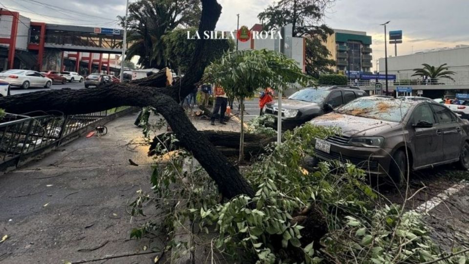 La Secretaría de Gestión Integral de Riesgos informó en una solicitud de información que de 2020 a junio de 2024, 4 mil 648 ejemplares cayeron en la ciudad, de acuerdo con cifras de la entregadas mediante una solicitud de información.