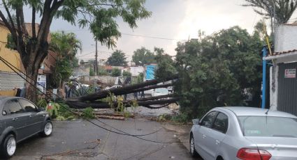 Tormenta con vientos derriba decenas de árboles en Naucalpan