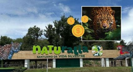 Nuevo parque Naturalia en Xalapa: costo de entradas para ver a jaguares