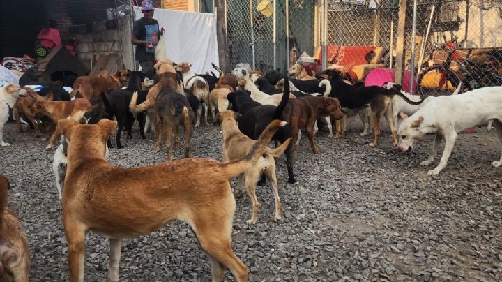 “Huellitas con Alma”: la lucha de una rescatista por salvar más de 100 perros en Puebla